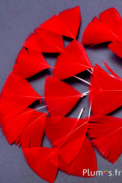 Pétales en plumes - 6-8 x 3-4 cm - rouge